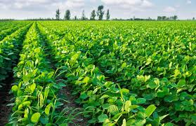 Soybean