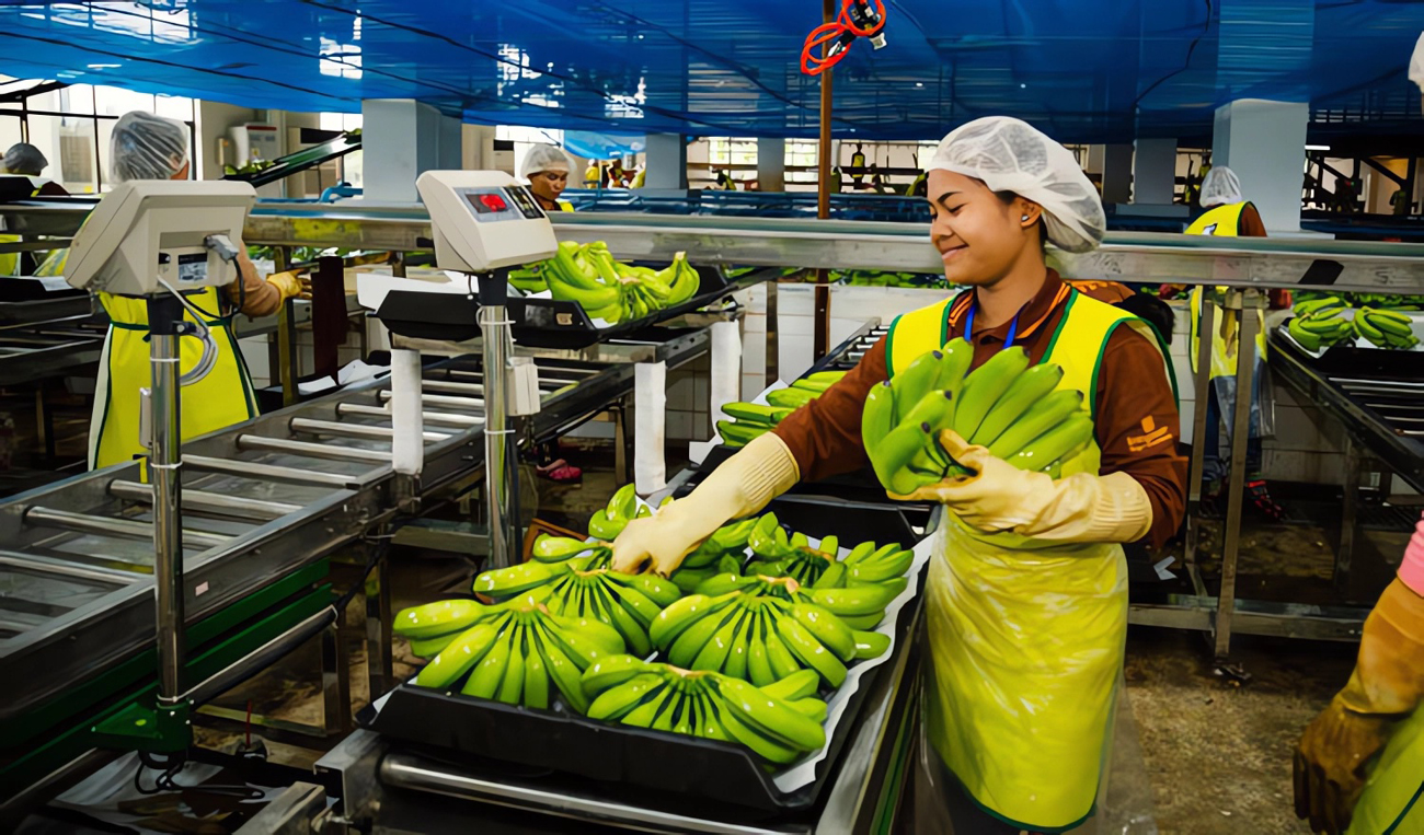 Banana Handling