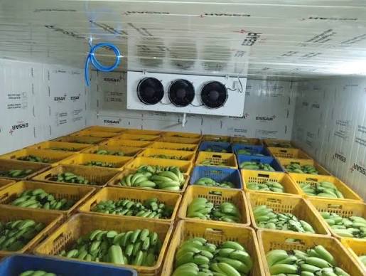 Banana Ripening Chamber