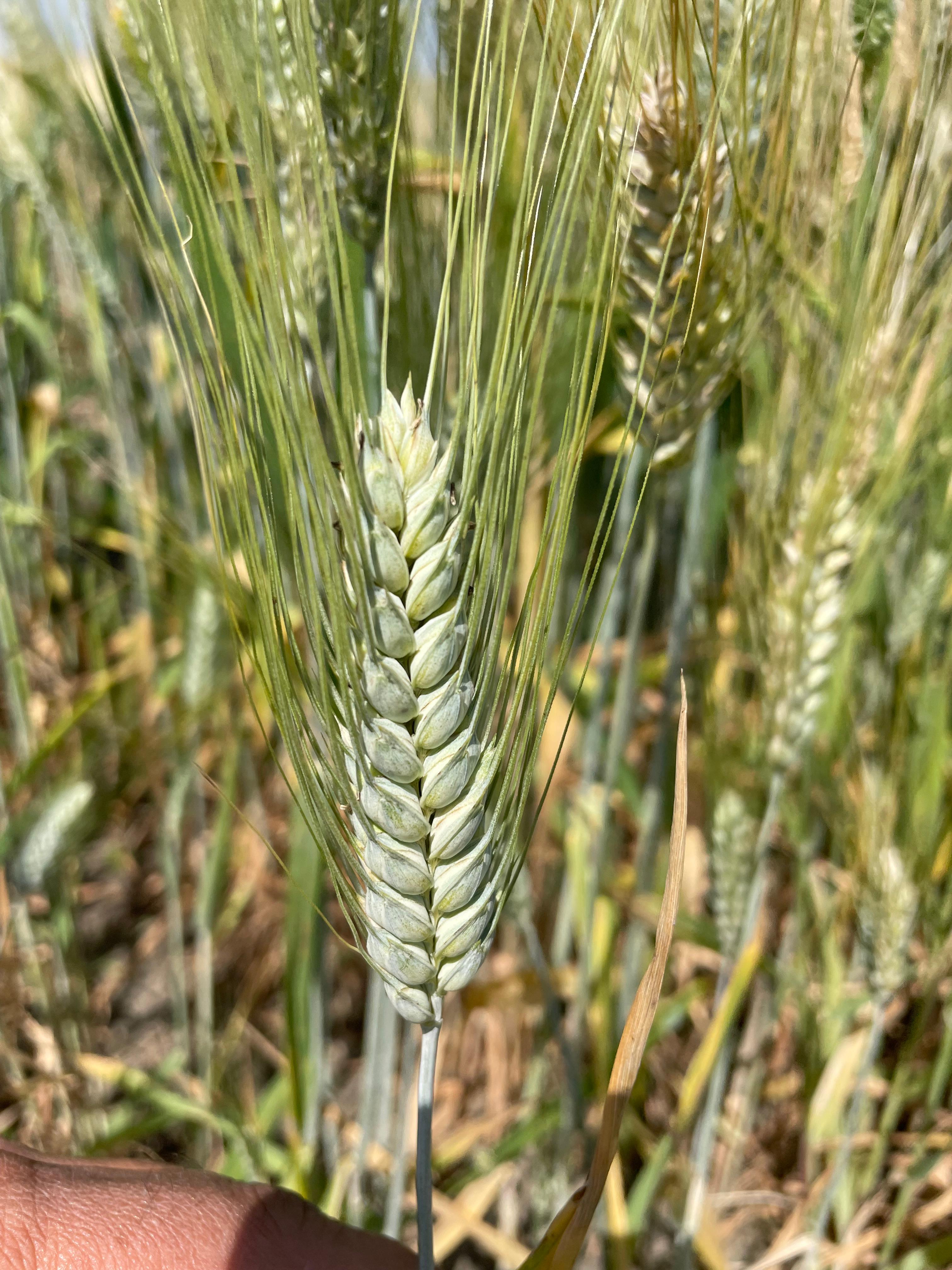Wheat Research and Development