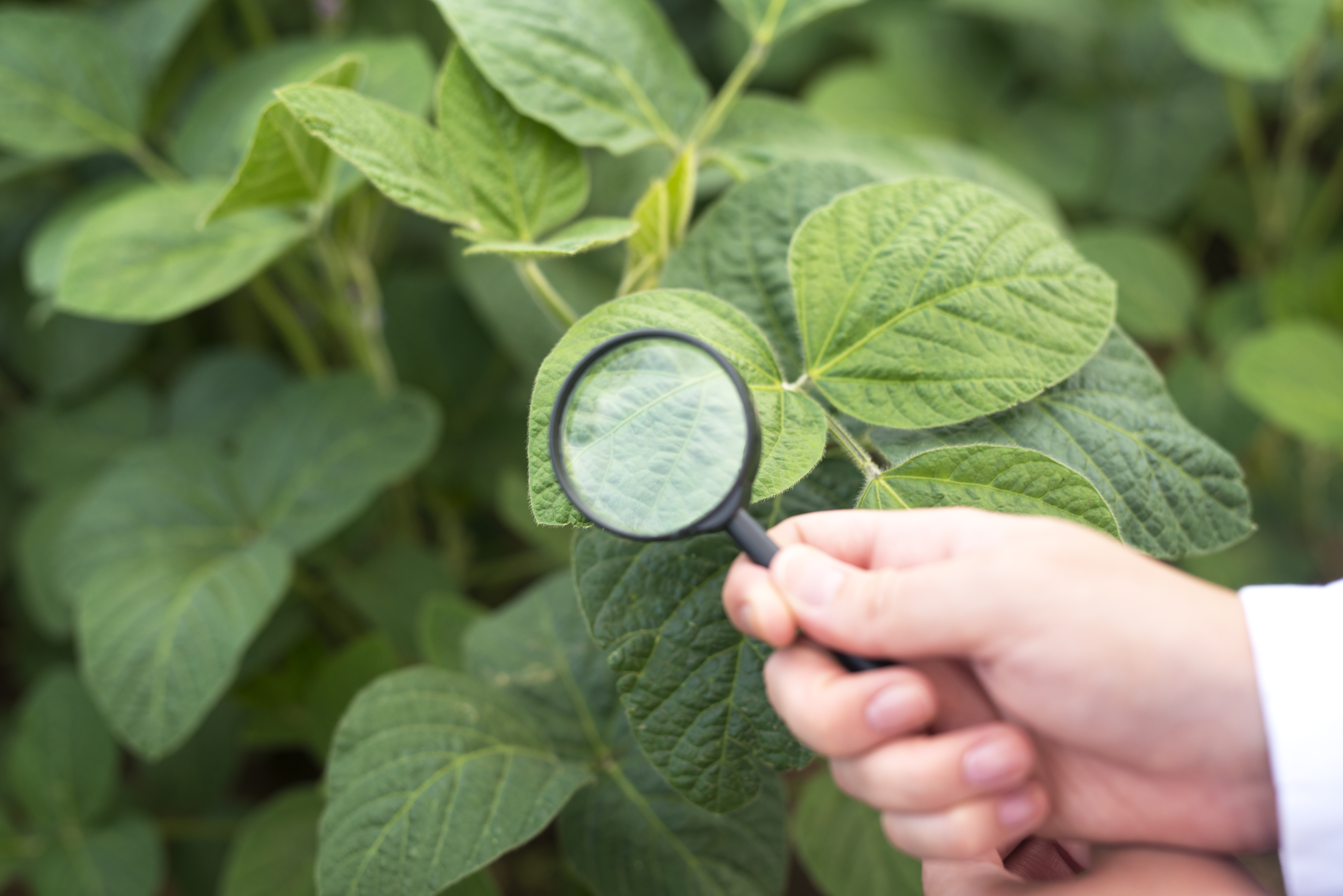 Soybean Research