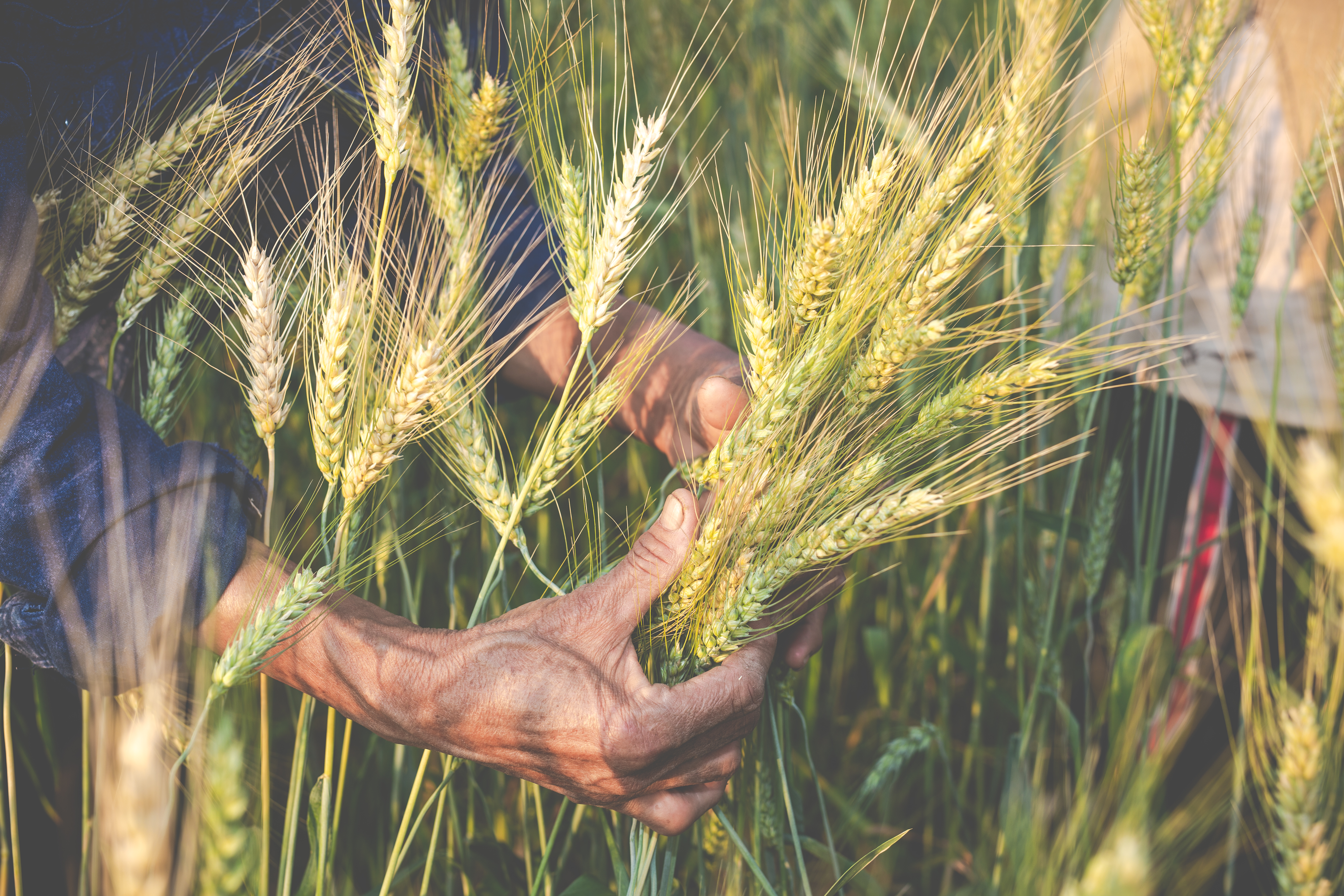 Wheat Research