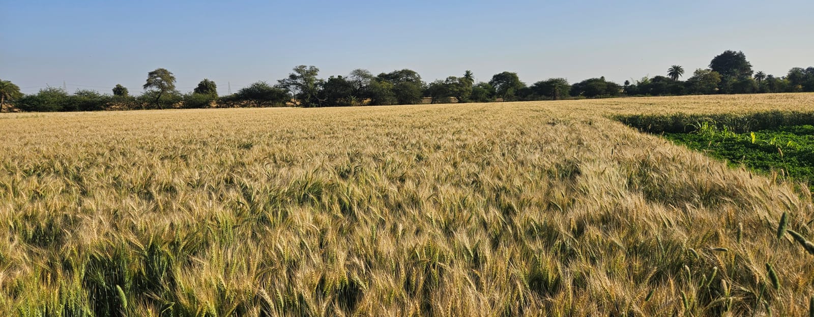 Wheat